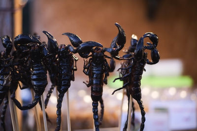 Close-up of insect on table