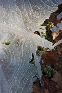 High angle view of wet plants during rainy season