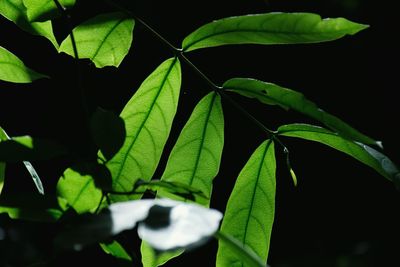 Close-up of green leaves on plant