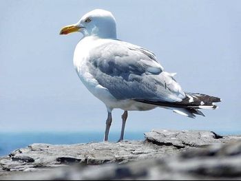 Seagulls perching on rock