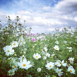 Close-up of white flowering plants on field against sky