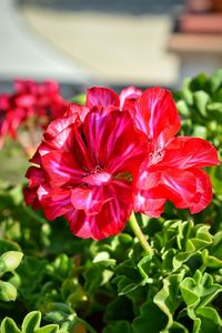 Close-up of pink flowers