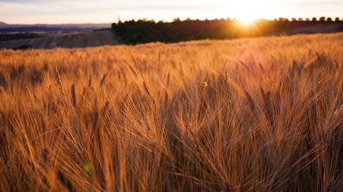 Scenic view of field against sky at sunset