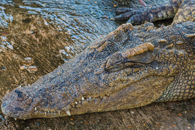 Crocodile with mouth open at lakeshore