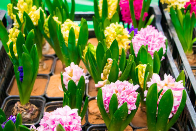 Seedlings of multicolored hyacinths in pots. sale at flower shop.