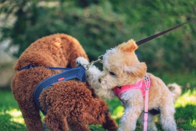 5 month old puppy, winnie playing with her neighbor in west hollywood, california usa