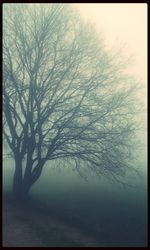 Bare trees in foggy weather