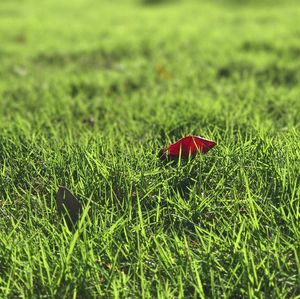 Close-up of red mushroom on field