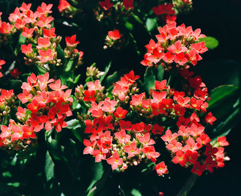 Close-up of red flowering plants