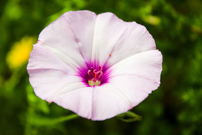 Close-up of pink rose flower