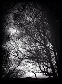 Low angle view of bare trees against sky