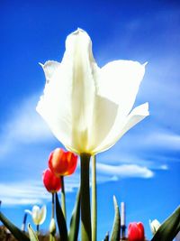 Close-up of white flowers blooming against clear sky