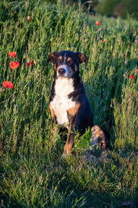 Dog sitting on grass in field