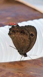 Close-up of insect