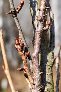 Close-up of dead plant on tree trunk