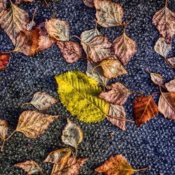 Full frame shot of autumn leaves