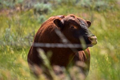 Bull curiosity next to fence