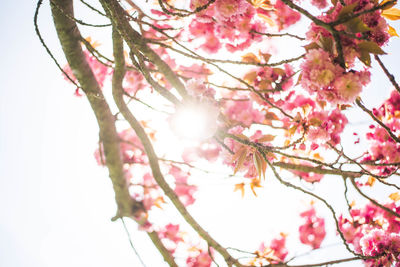 Low angle view of cherry blossoms against sky