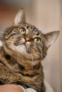 Close-up portrait of a cat looking away