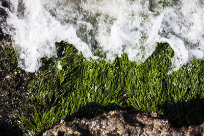 High angle view of plants at sea shore