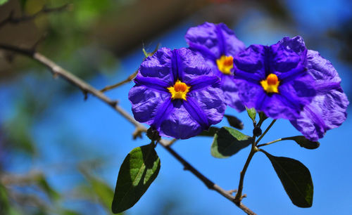 Close-up of purple flowers blooming