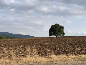 Trees on field against sky