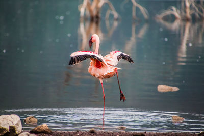 Bird on lake