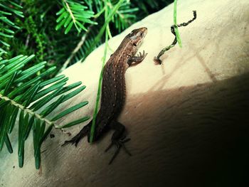 Close-up of lizard on tree