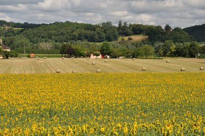 Scenic view of agricultural field against cloudy sky