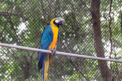 Bird perching on fence in cage