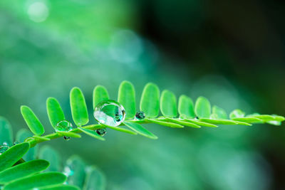 Close-up of water drops on plant