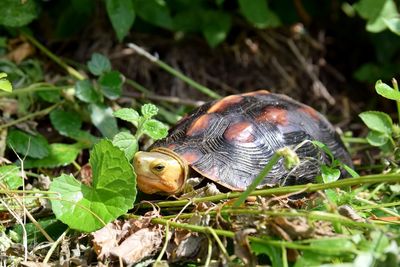 Close-up of tortoise on field