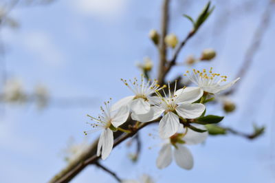 Close-up of white cherry blossoms