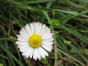 Close-up of white daisy flowers