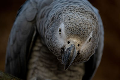 Close-up of eagle