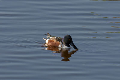 Duck swimming in a lake