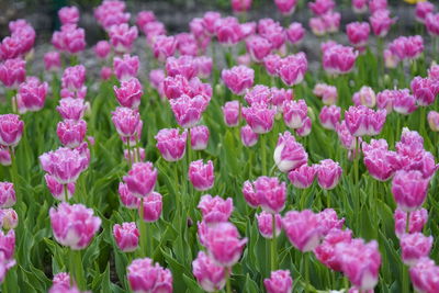 Close-up of pink flowers blooming outdoors