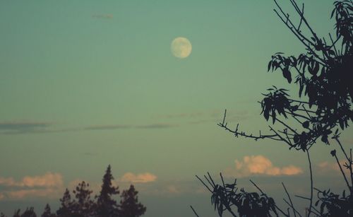 Low angle view of trees against sky