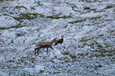 Side view of an animal on field