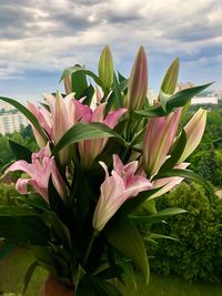 Close-up of pink flowering plant against cloudy sky
