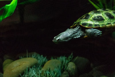 Close-up of lizard