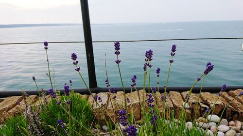 Close-up of purple flowering plants by sea against sky