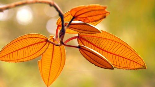 Close-up of orange butterfly on leaves