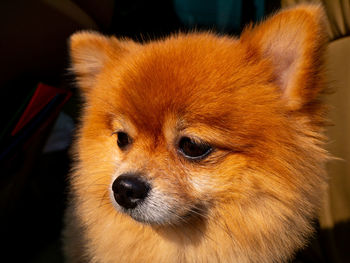 Close-up of a dog looking away