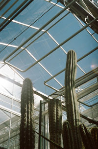 Low angle view of cactus against sky