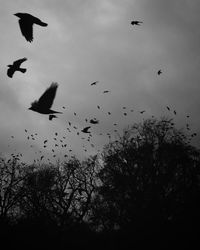 Low angle view of birds flying in sky