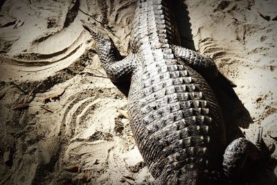 High angle view of crocodile on sand