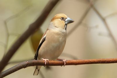 Close-up of bird perching on branch