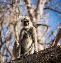 Low angle view of monkey on tree