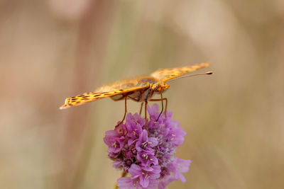 Close-up of insect on purple flower